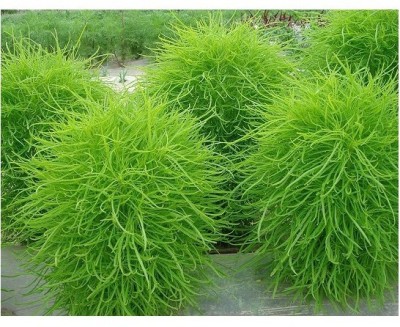 UGRA Kochia Scoparia GMO FREE Seed(30 per packet)