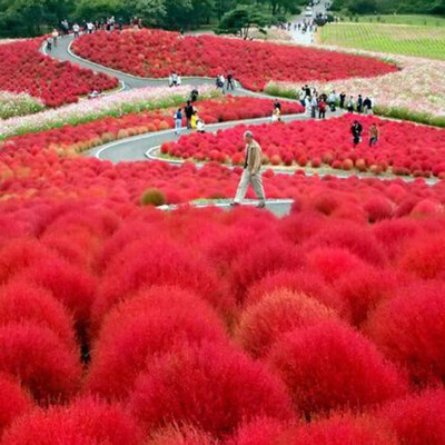 UGRA Kochia Green Bush Plant Seeds Seed(20 per packet)