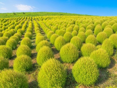 UGRA kochia green grass ball seeds Seed(30 per packet)