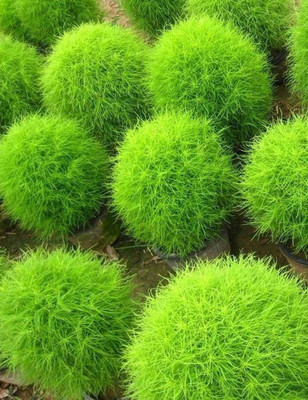 UGRA KOCHIA PLANT SEEDS Seed(15 per packet)