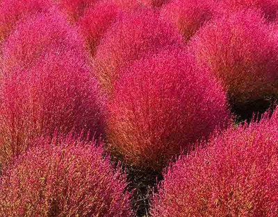 UGRA Bush - Exotic Little Round Bush Seed(5 per packet)