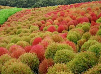 UGRA Kochia Fire Bush Foliage Seeds Seed(10 per packet)