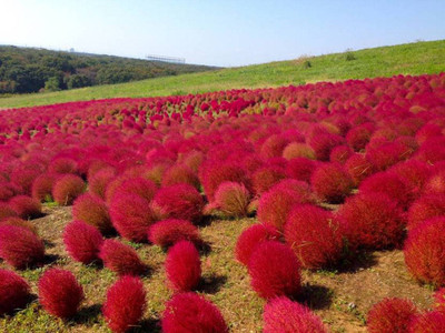 UGRA Kochia Plant, Burning Bush Seed(5 per packet)