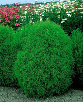 UGRA Kochia Green Flowering Seeds Seed(15 per packet)