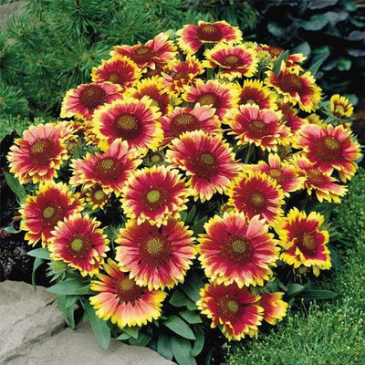 Paudha Gaillardia Aristata Mix Color (50 Seeds) And Petunia Mix Color (50 Seeds) Flower Seed(2 per packet)