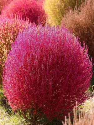 CEZIUS Premium Kochia Flowers Kochia Burning Bush Seed(250 per packet)