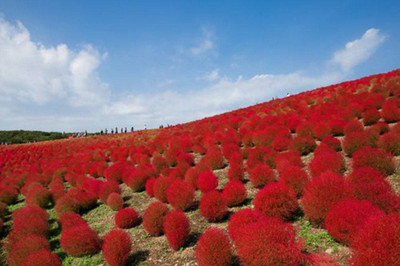 UGRA Kochia Burning Ornamental Grass Seeds Seed(10 per packet)