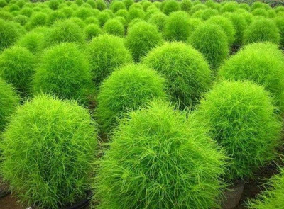 UGRA Kochia Seeds- Flower seeds Seed(10 per packet)