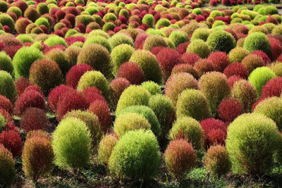 UGRA Kochia - Burning Bush Ornamental Seed(20 per packet)