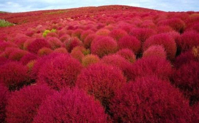 UGRA Kochia Trichophylla-Grass Seed Seed(20 per packet)