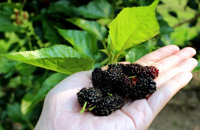 Ukanda Shahtoot/Mulberry Plant(Hybrid, Pack of 1)