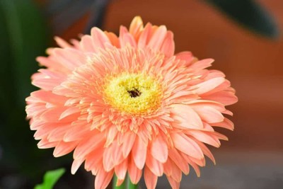 AgroAcres Gerbera Flower Seeds For Home Garden - 30 Seeds Eco Pack (Gerbera Apricot), Garden Seed(30 per packet)