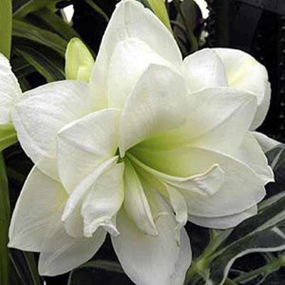 bloomaura Amaryllis Seed(2 per packet)