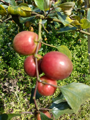 GreenBazar Ber Apple Plant(Hybrid, Pack of 1)