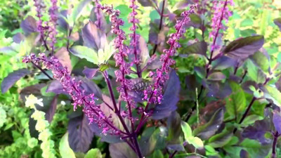 TRICONE Krishna Tulsi Seed(600 per packet)