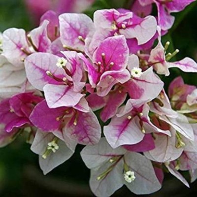 natikrd Bougainvillea Plant(Hybrid, Pack of 1)