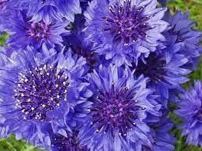 KANAYA Corn Flower Seed(26 per packet)