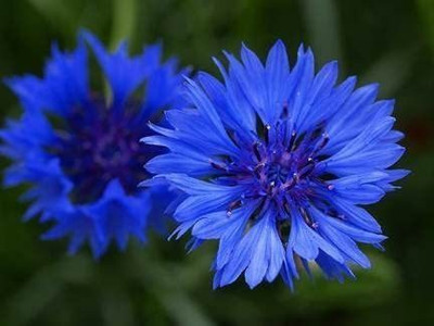 ACCELCROP CORNFLOWER MIXED FLOWER Seed(23 per packet)