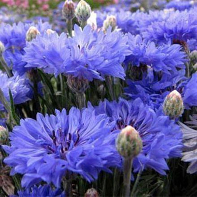 ACCELCROP CORNFLOWER MIXED FLOWER Seed(74 per packet)