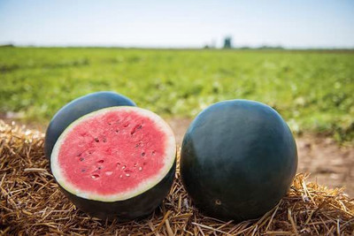 Kenware Watermelon Black Fruit Seeds F1 Hybrid For Planting, Farming, Gardening Seed(20 per packet)