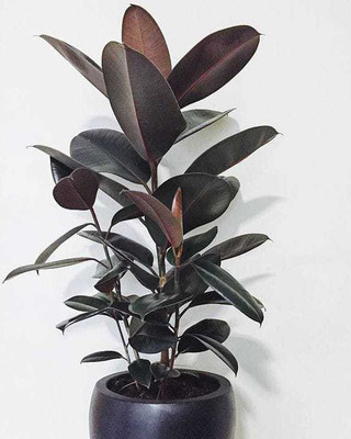 Rainbow Garden Rubber Tree(Hybrid, Pack of 1)
