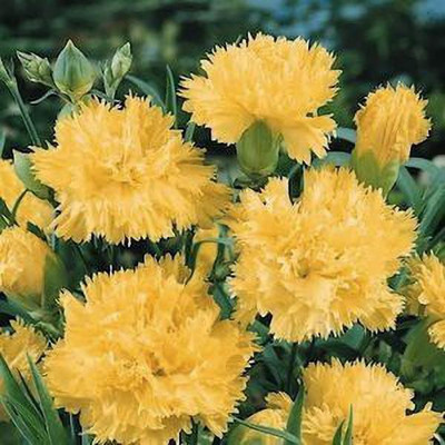 Aywal Dianthus Lemon Fizz Flower Seed(60 per packet)