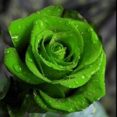 GreenyOn Rose Plant(Hybrid, Pack of 1)