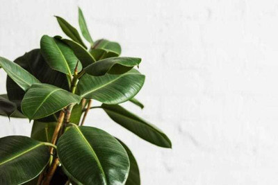 Rainbow Garden Rubber Tree(Hybrid, Pack of 1)