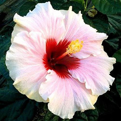 CRGO HIBISCUS , GUDHAL Seed(10 per packet)