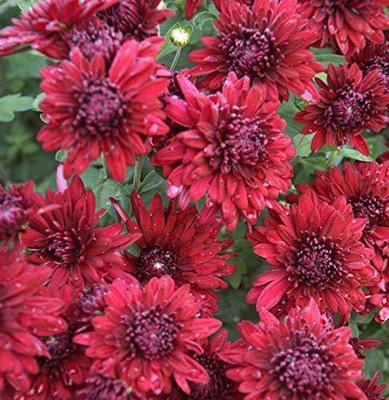 CYBEXIS Imp Guldavari/Chrysanthemum Red Color Flower Seeds Seed(25 per packet)