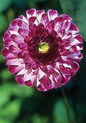 WILLVINE XLL-491 Giant Dahlia Flower Seeds Seed(50 per packet)