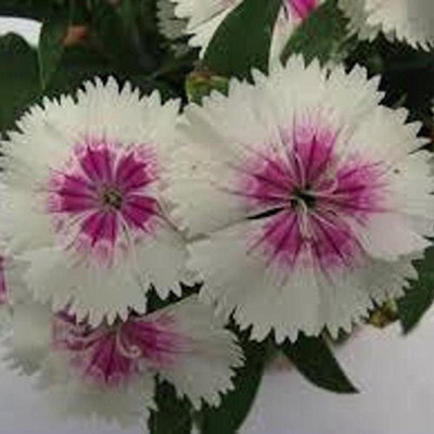 GURVEPLANTATIONI Dianthus Plant(Hybrid, Pack of 1)