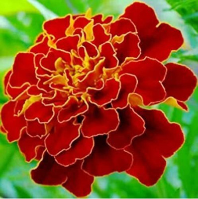 GURVEPLANTATIONI Marigold Plant(Hybrid, Pack of 1)