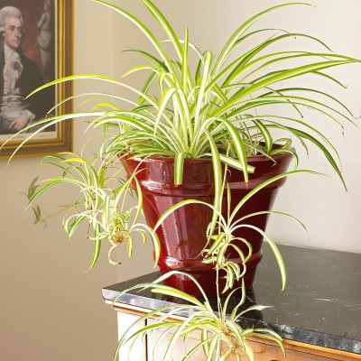 Corofitam Spider Plant(Hybrid, Pack of 1)