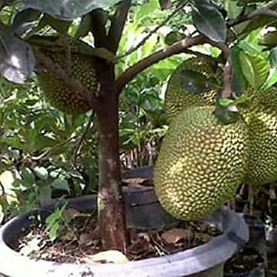 FasanGreen Jackfruit Plant(Hybrid, Pack of 1)