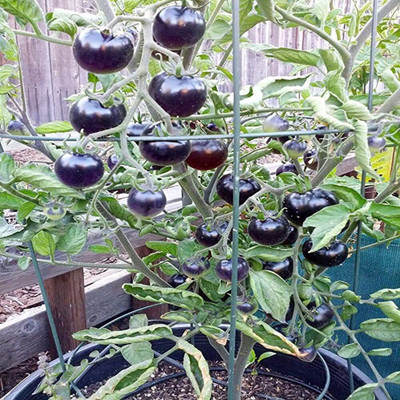 KANAYA Hybrid Black Tomato Seed(250 per packet)