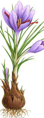nature boon Kashmiri Saffron/Kesar Bulb (Pack of 2 Seeds) Seed(80 g)