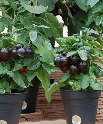KANAYA Tomato - Black Cherry Seed(120 per packet)