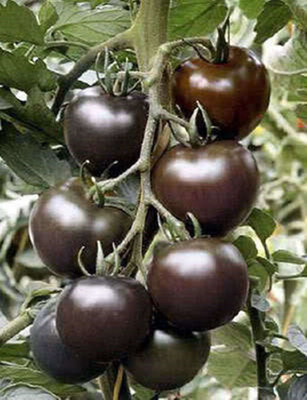 Aywal Black Imported vegetables Tomato Seed(225 per packet)