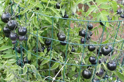 KANAYA Vegetable - Black - Tomato Russian Seed(500 per packet)