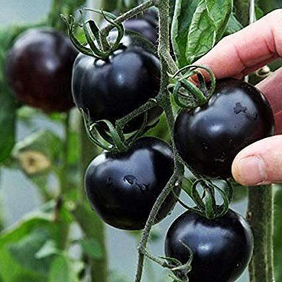 KANAYA Black Tomato F1 Hybrid Heirloom Vegetable Home/Garden Seed(600 per packet)
