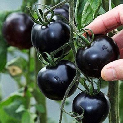 KANAYA Black Cherry Tomato Seed(800 per packet)