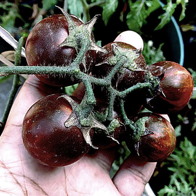 Aywal Black Tomato F1 Hybrid Heirloom Seed(150 per packet)
