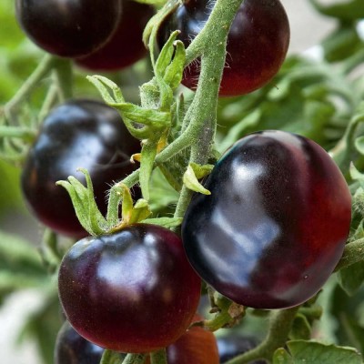 KANAYA Tomato Black Opal Seed(560 per packet)