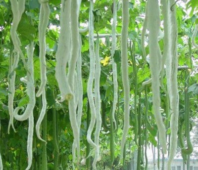 CITY FARMER HYBRID VEGETABLE SEEDS SNAKE GOURD SEEDS PACK OF 25 Seed(25 per packet)