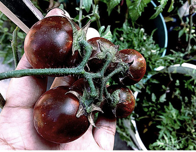 KANAYA Kale Tamatar Ke Beej For Gardening Seed(100 per packet)
