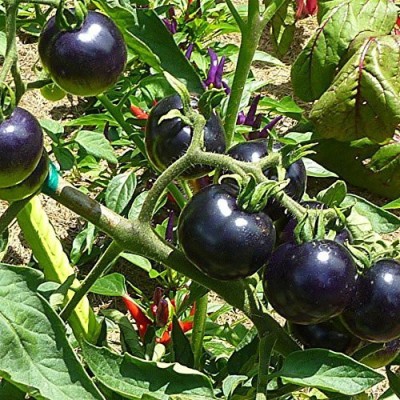 TRICONE Black Tomato Seeds / Kale Tamatar ke Beej for Gardening & Farming Seed(100 per packet)