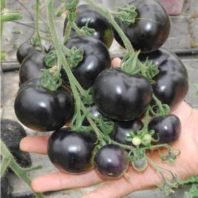 KANAYA Black Tomato F1 Hybrid Heirloom Vegetable Home/Garden Seed(20 per packet)