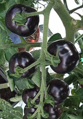 KANAYA Black Cherry Tomato Seed(750 per packet)