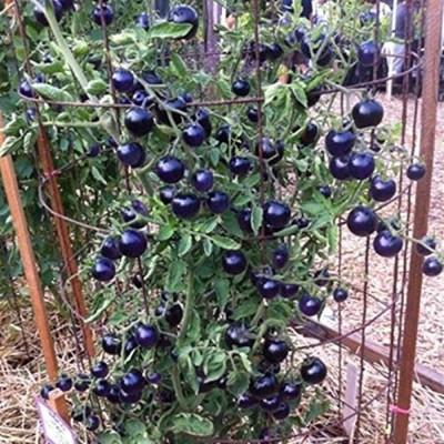 KANAYA Tomato - Black Cherry Seed(560 per packet)